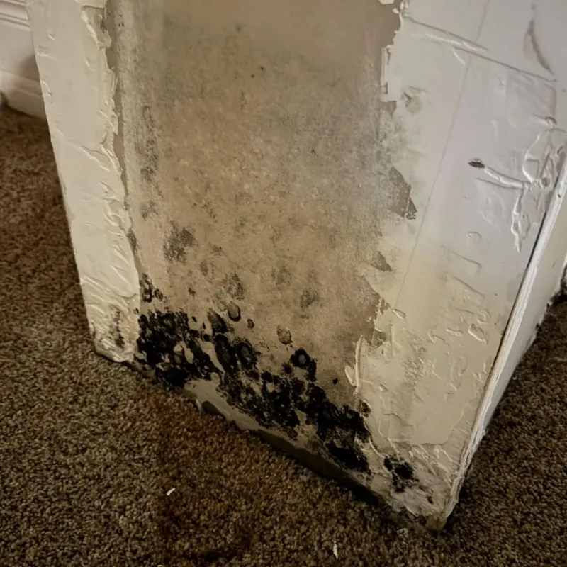 Professional Mold Removal in Marietta, OK